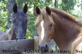 MISSING EQUINE Wild Honey, Near CHERAW, SC, 29520